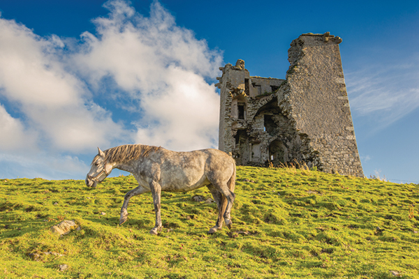 Connemara pony grazes the ruin of Renvyle Castle in Connemara, Ireland