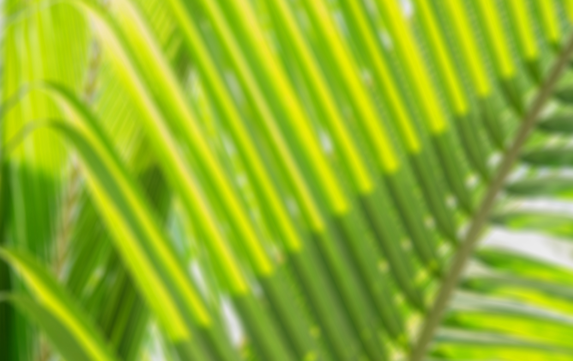 Green Leaf to Resemble Pantone Color of the Year 2017 Greenery
