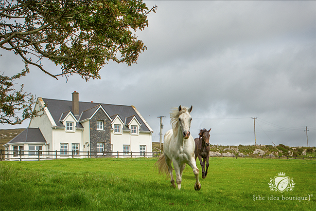 Connemara Ponies in Clifden Connemara Ireland