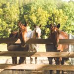 Laurie Hood Editorial Feature September/October 2014 Animal Issue - Horses at Alaqua Animal Refuge